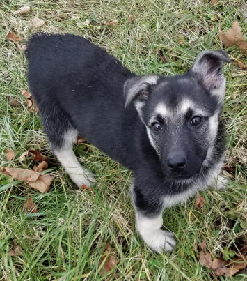 black and silver german shepherd for sale