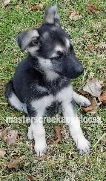 black and silver german shepherd for sale