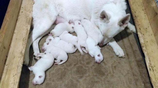 xtra large white german shepherd pups for sale